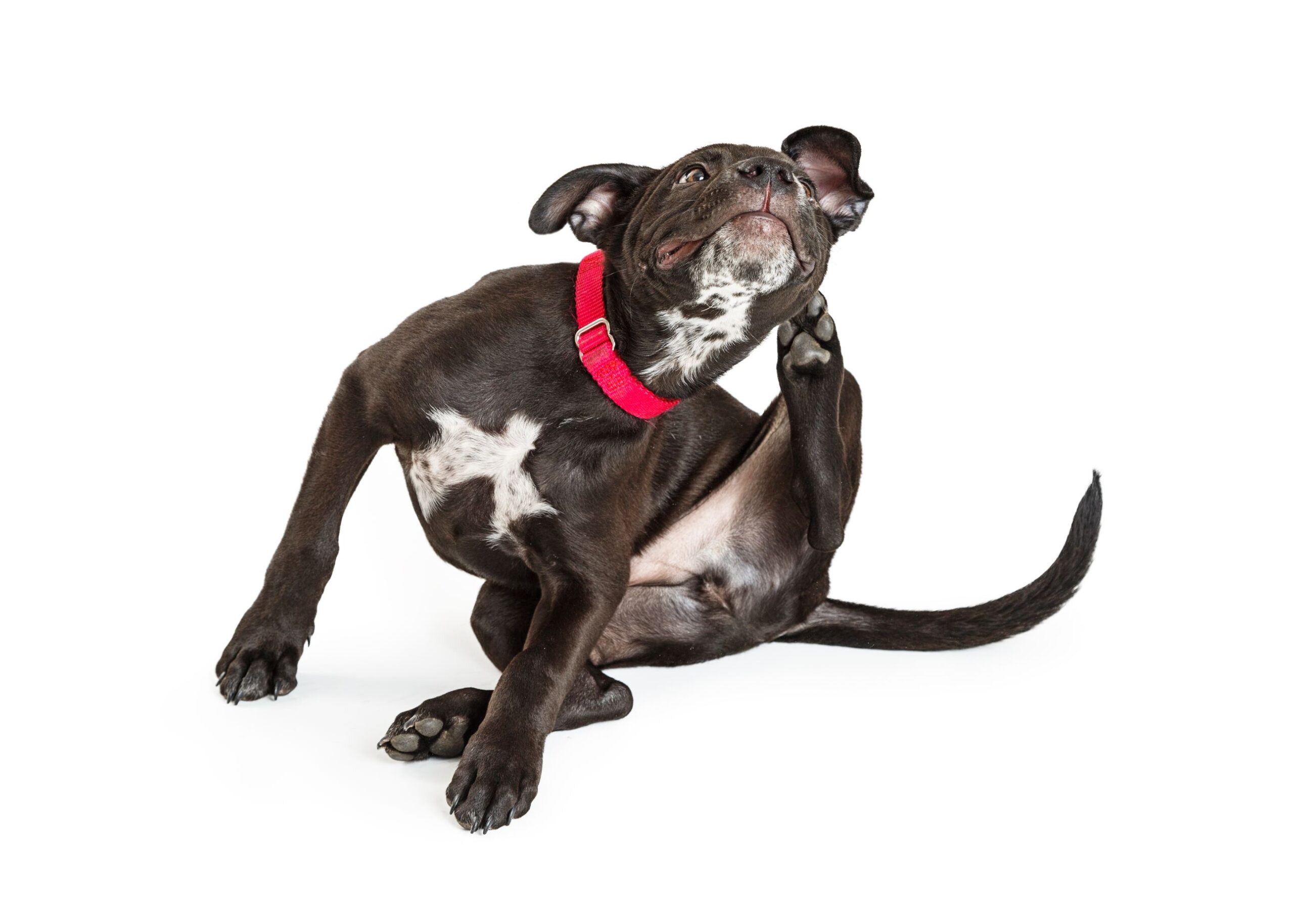 Top 5 Tips on How to Protect Your Pet from Fleas, Ticks, & Heartworms