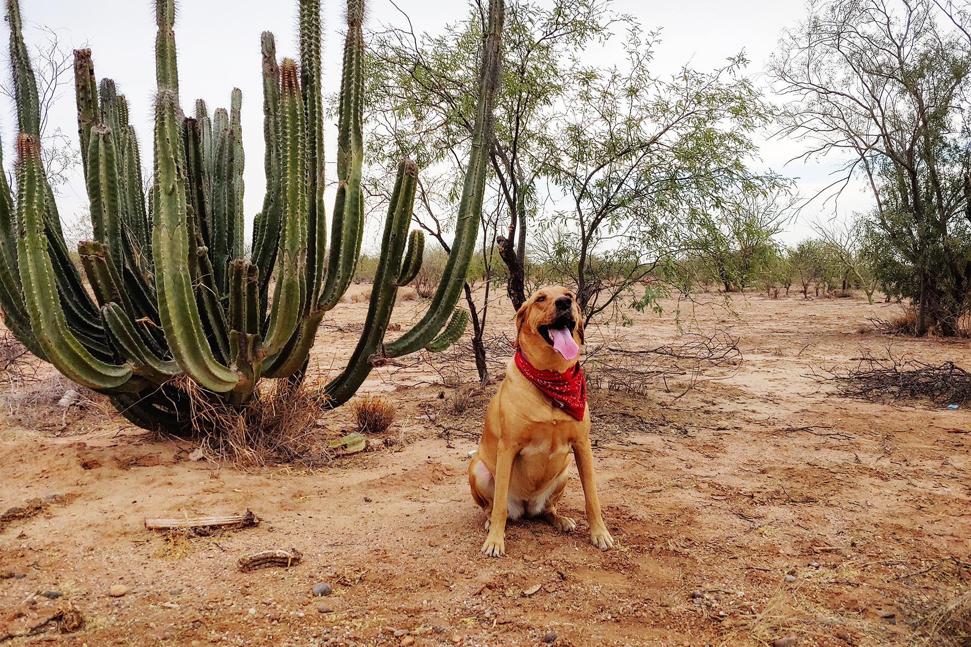 Foxtails, Cactus, and Other Hidden Outdoor Dangers for Texas Pets