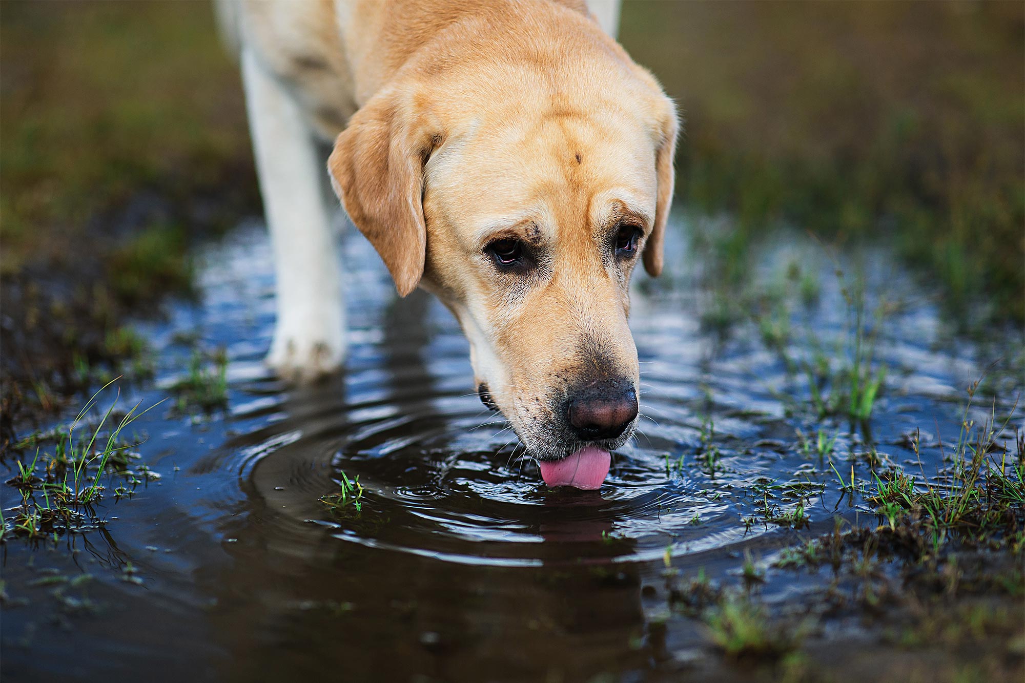 Is Your Pet Drinking from Puddles? Here’s Why It’s Dangerous