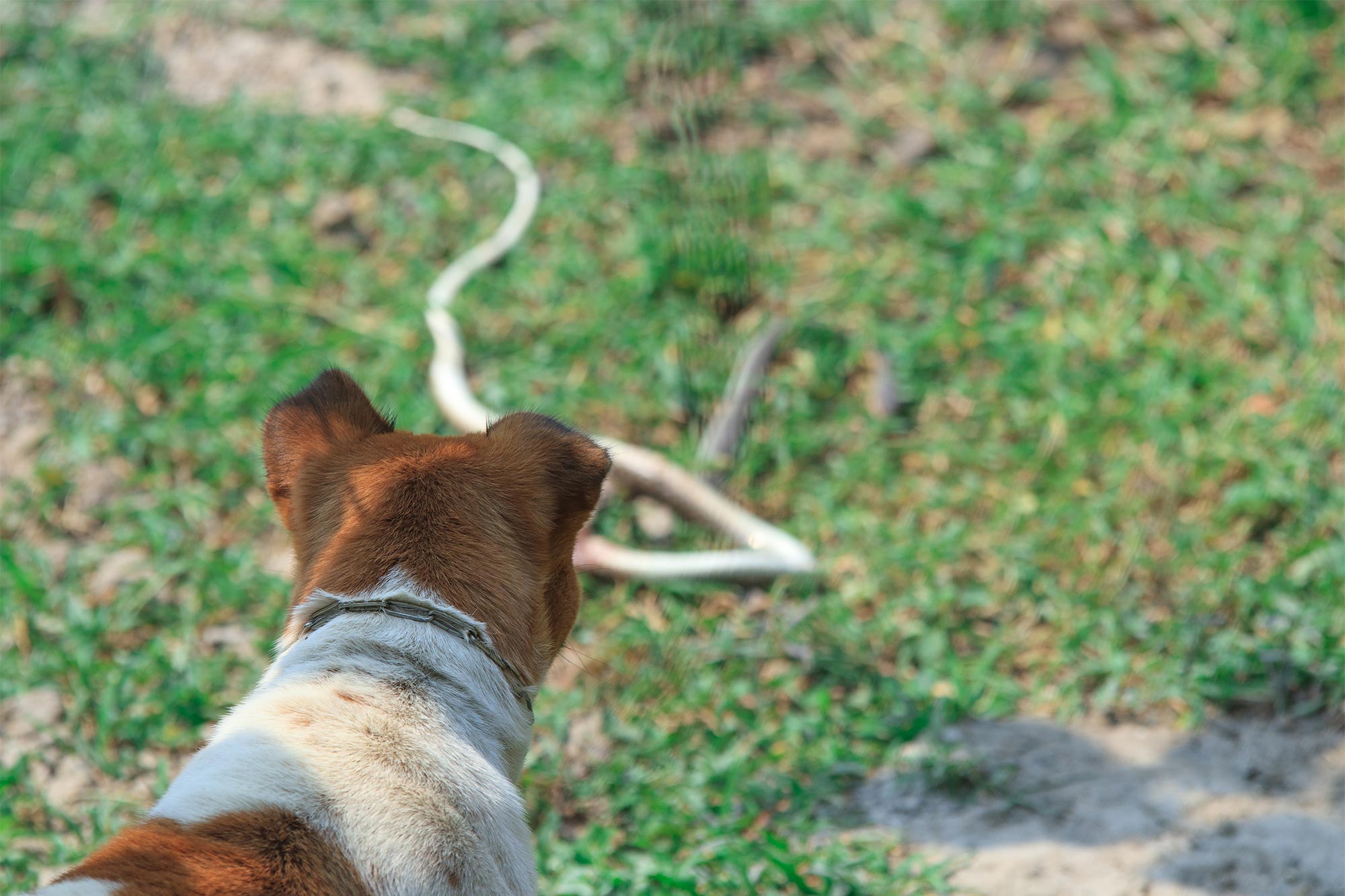 Snake Safety in Southlake: Mobile Vet Tips to Keep Pets Safe