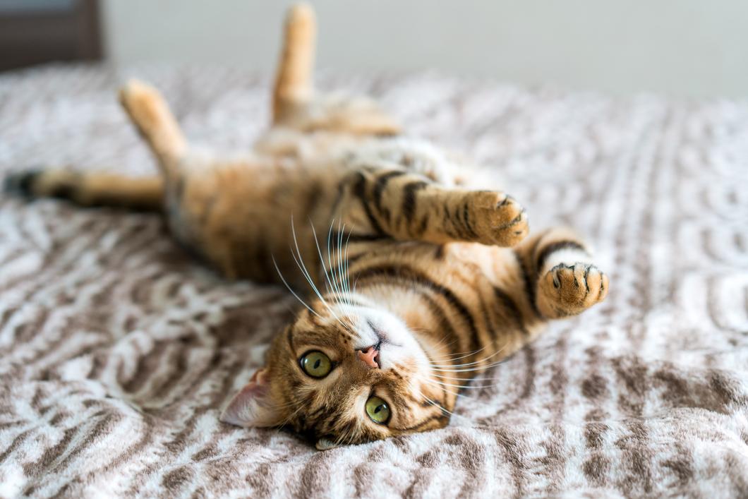 Feline Hyperthyroidism: Overlooked Signs in Aging Cats