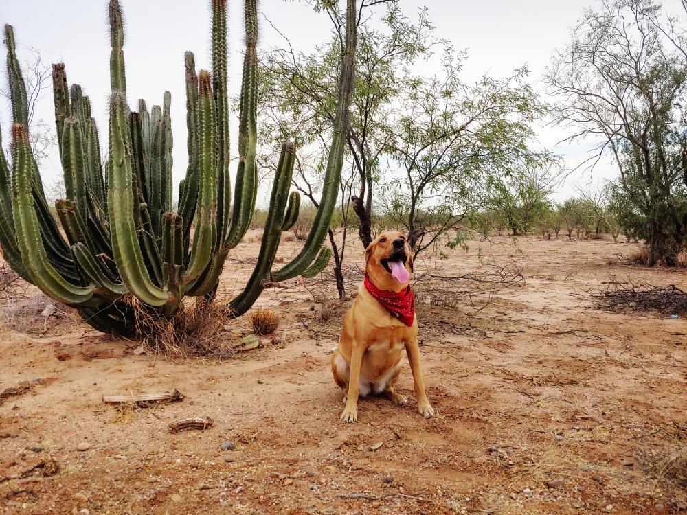 dog next to cactus.