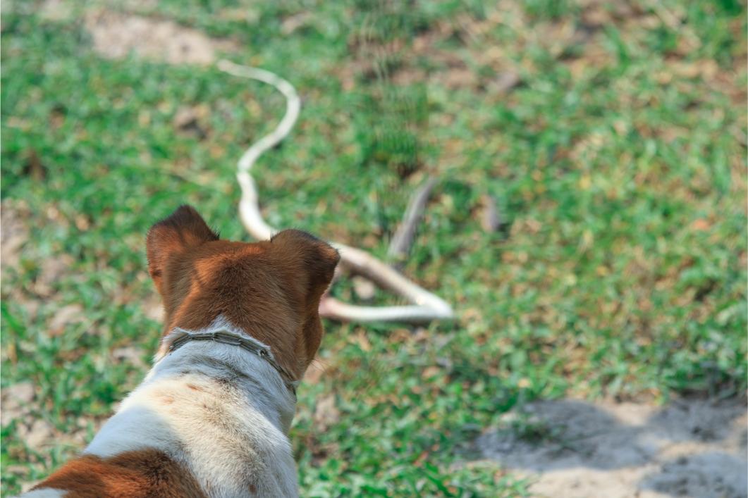 Dog spotted snack on the ground.