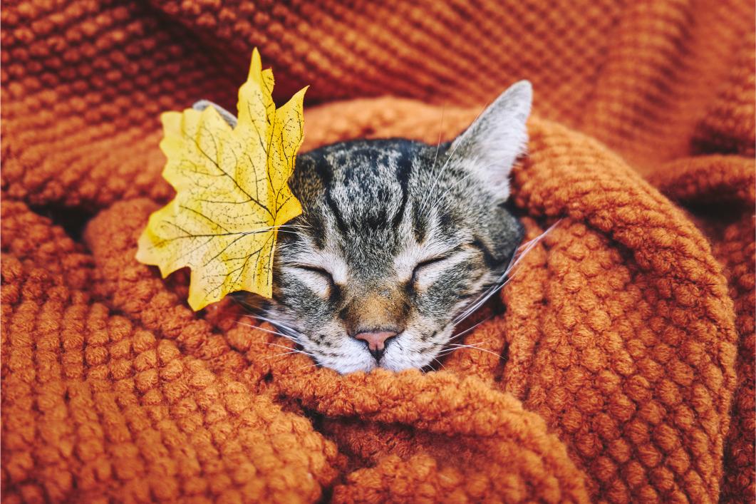 Why Fall Wellness Exams Are Easier at Home (and Just as Important)