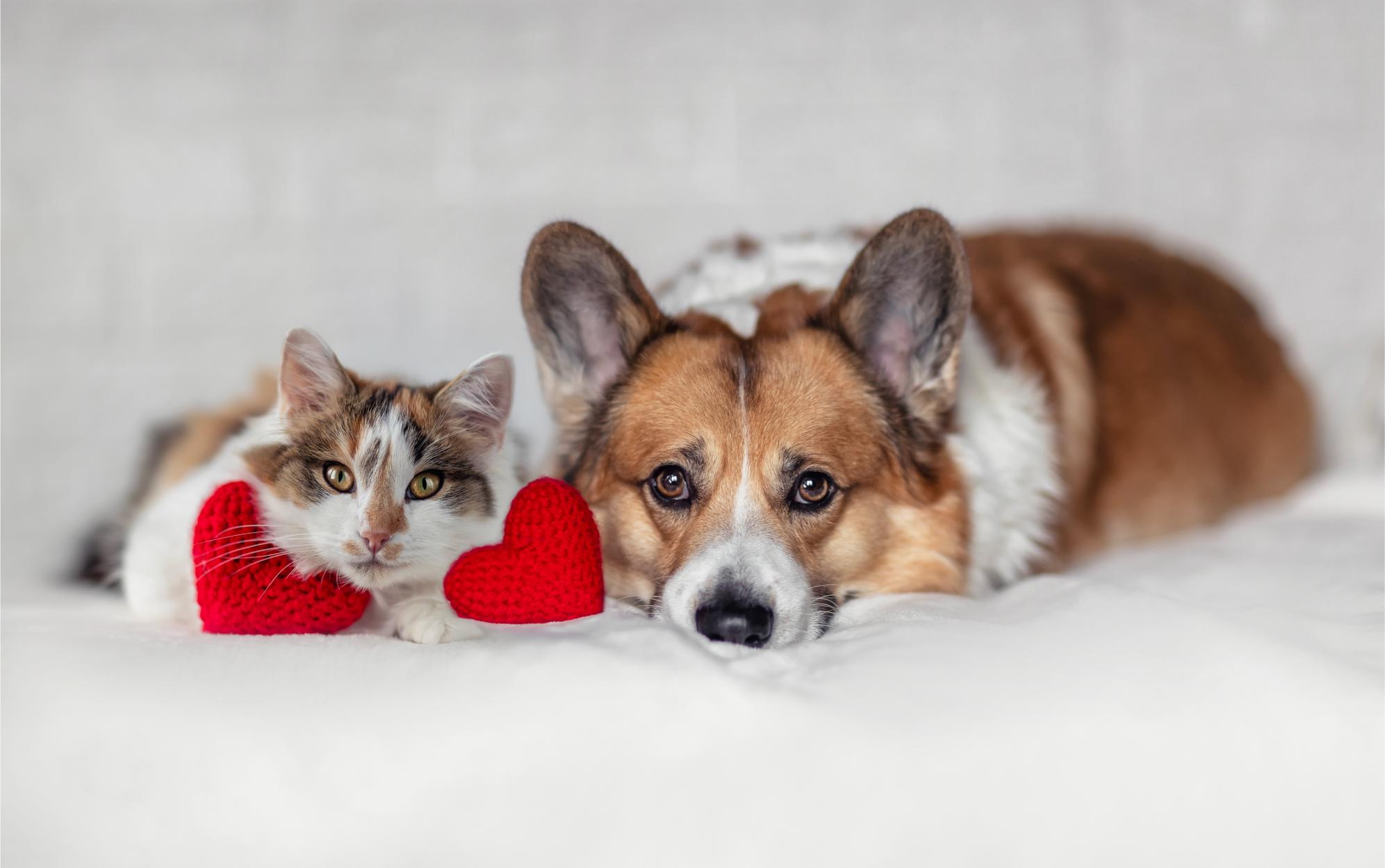 Love at First Bark: Valentine’s Day Safety Tips for Pets