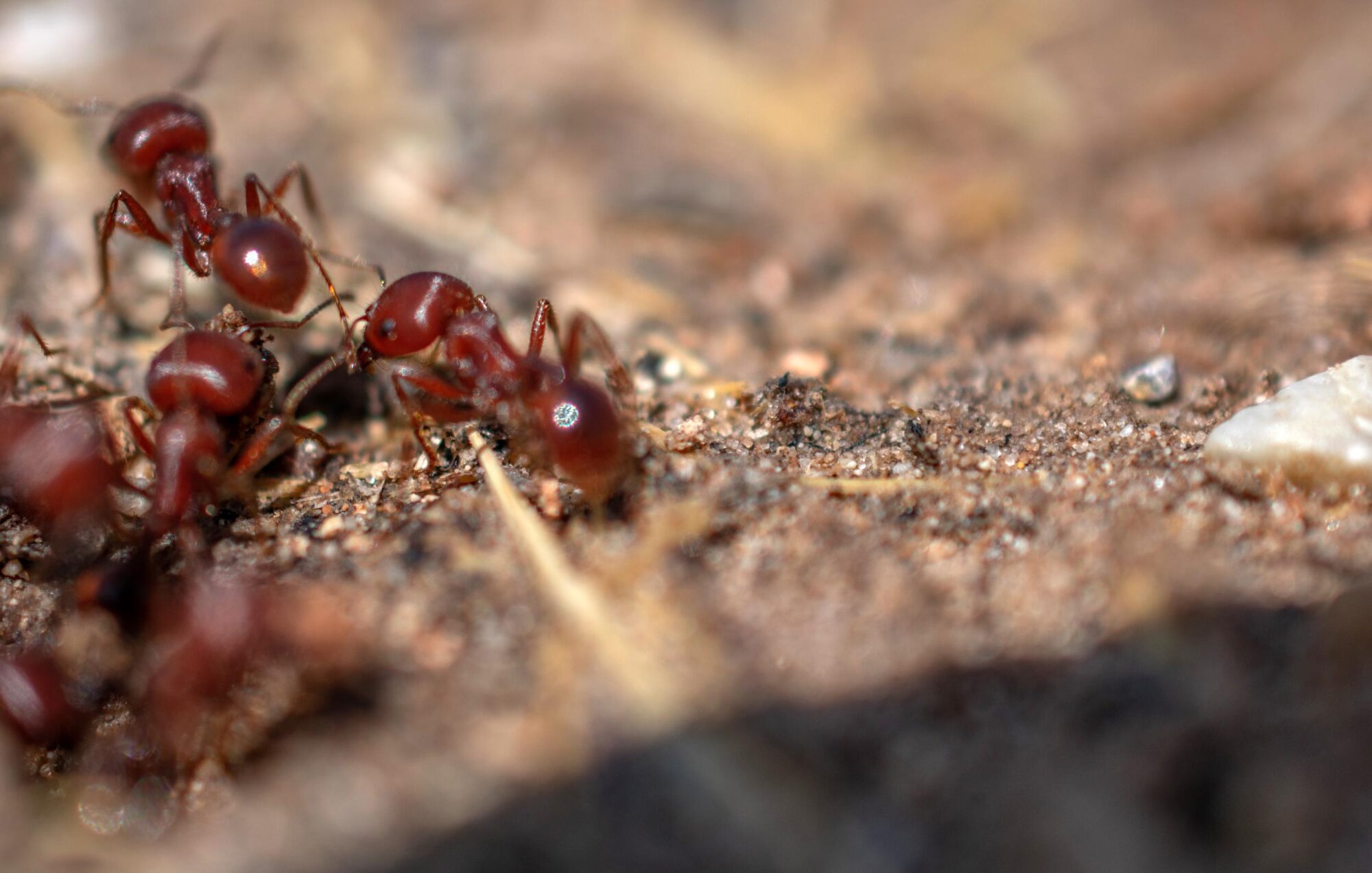 fire ants in texas.