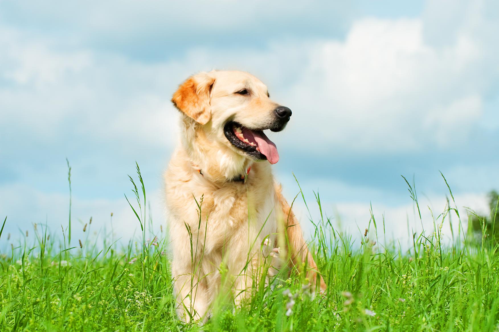 Why Some Pets Act Differently When Spring Arrives