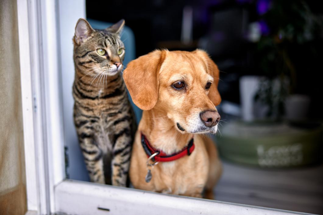 What Diagnostics Can Be Done During a Mobile Vet Visit
