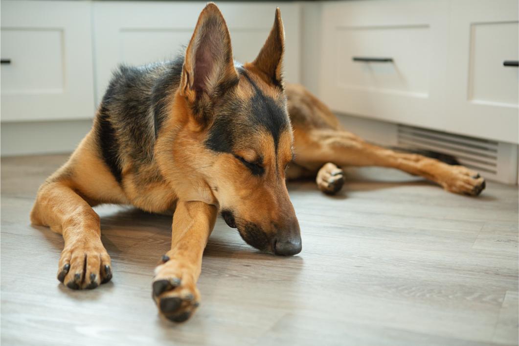 Subtle Signs Your Pet Isn’t Okay (Even If They Seem Fine)