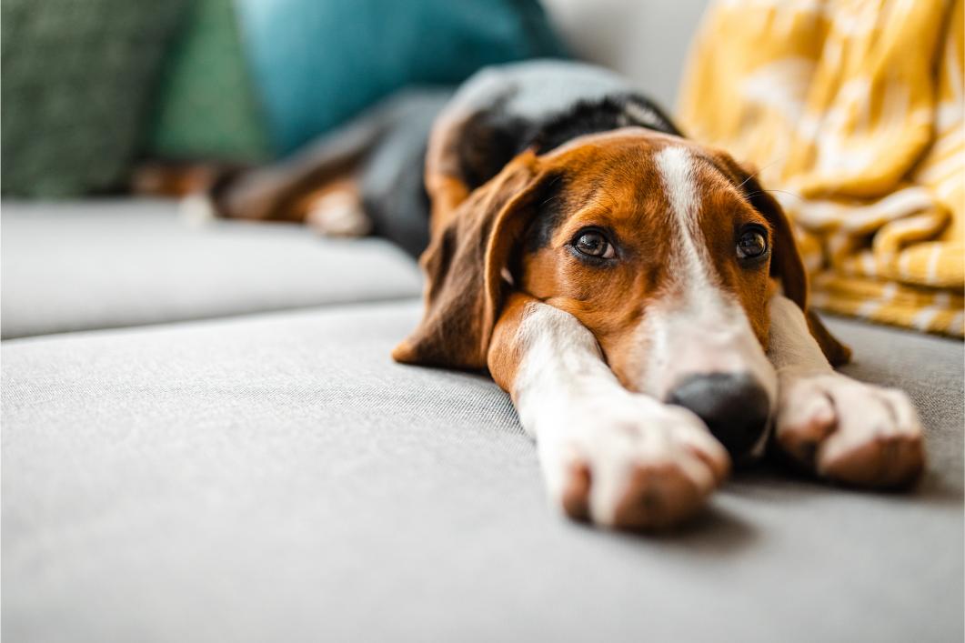 Dog laying at home on bed.