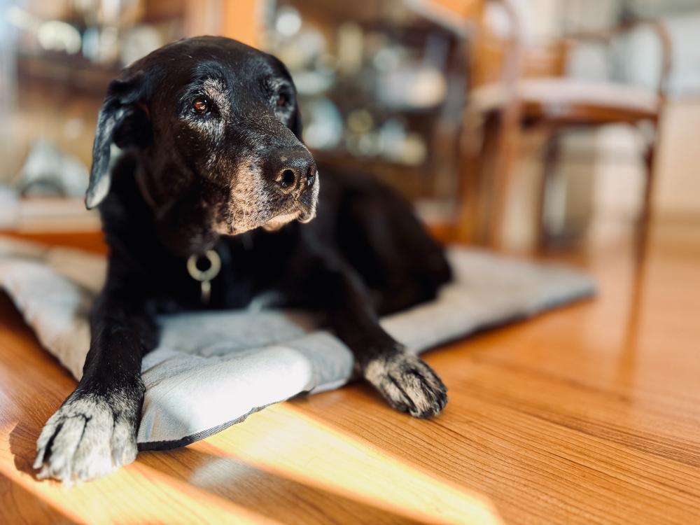 senior dog at home.