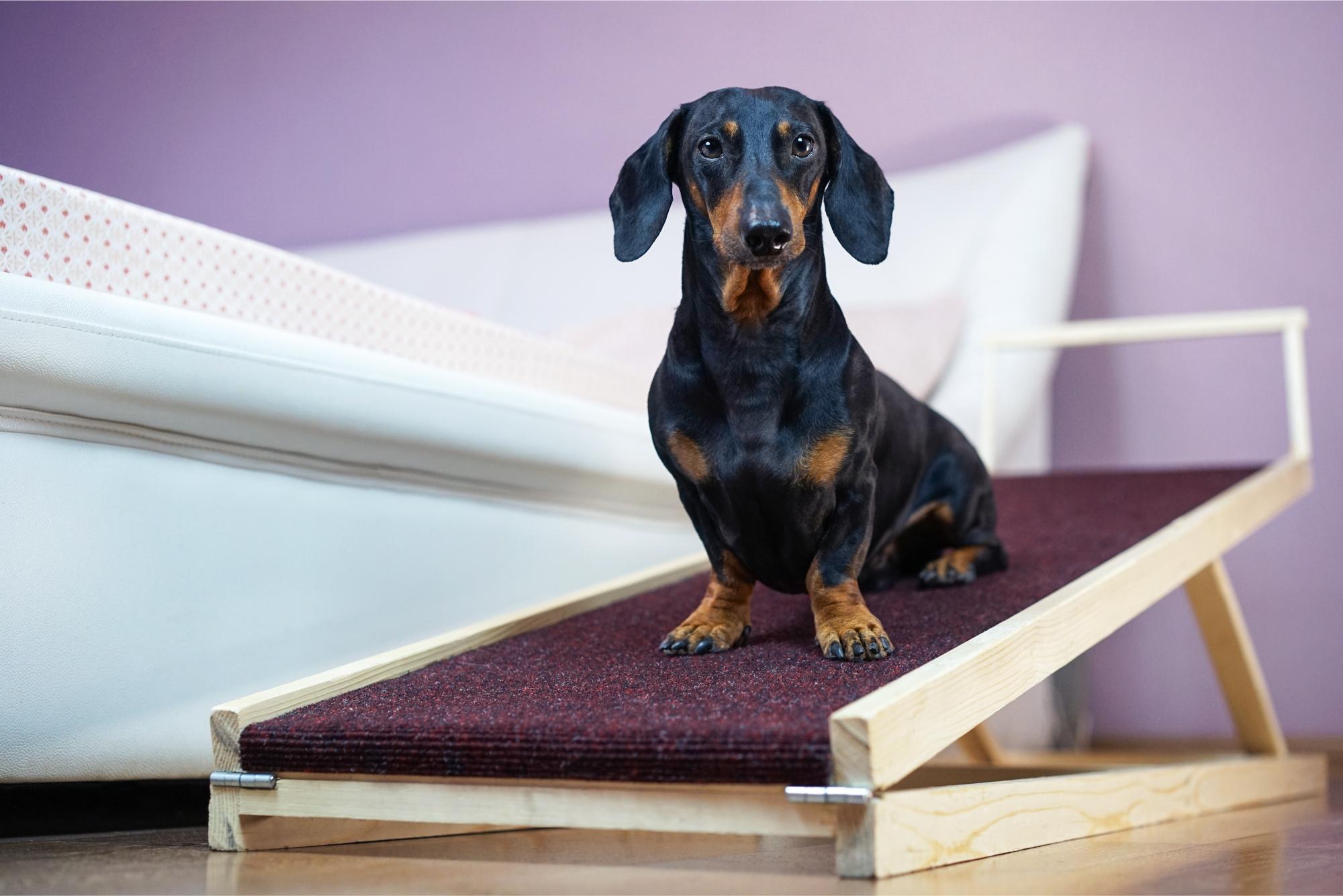 Black and tan dachshund sitting on a pet ramp inside a home.