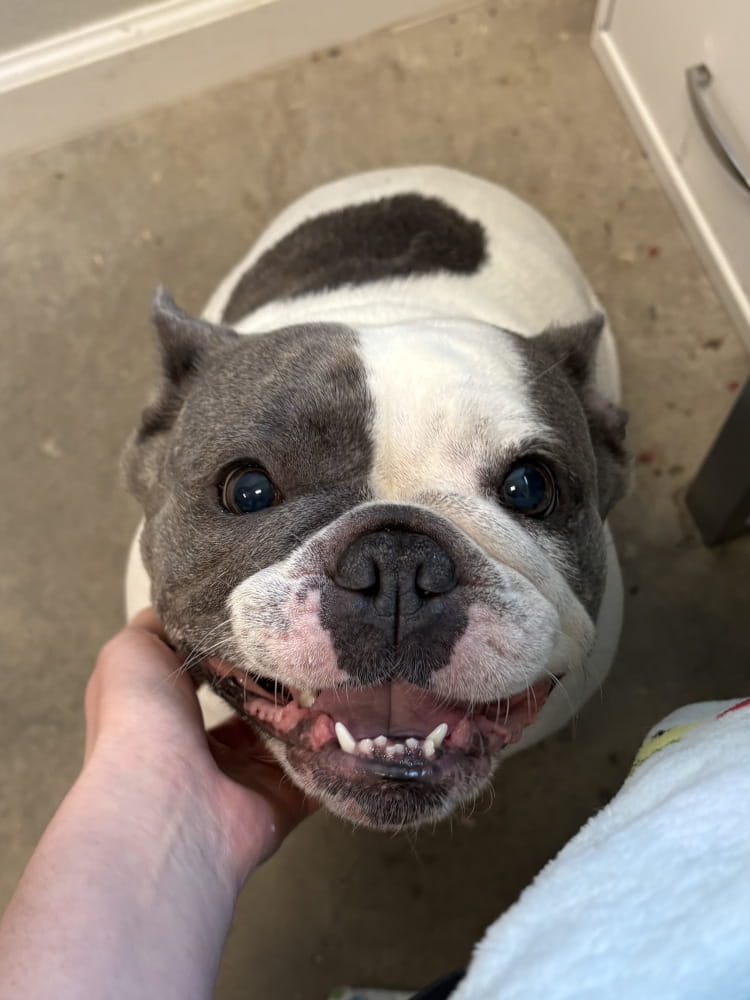 Dog looking up at camera