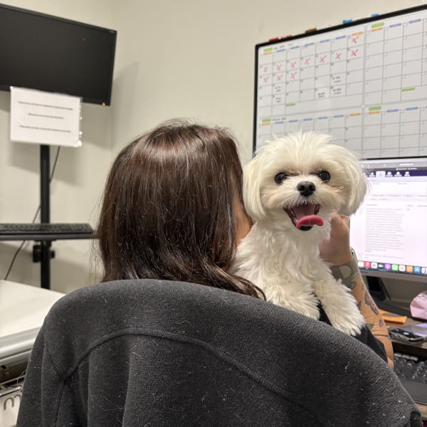 Mobile veterinarian hugging dog in home