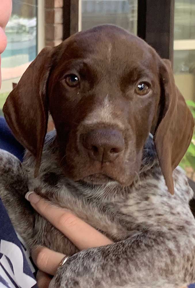 A brown dog being held by a person A brown dog being held by a person