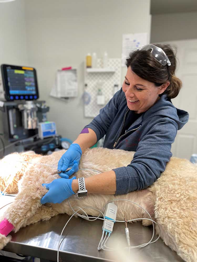 A dog being examined with ultrasonic