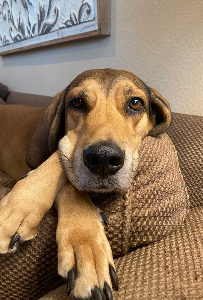 A dog laying on a couch A dog laying on a couch