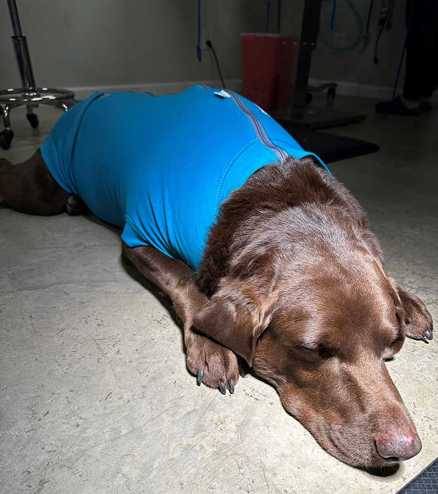A dog wearing a comfort shirt A dog wearing a comfort shirt