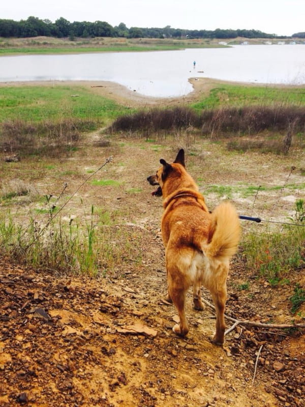 A german shepard in a field