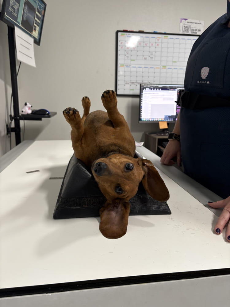 A cute dachshund