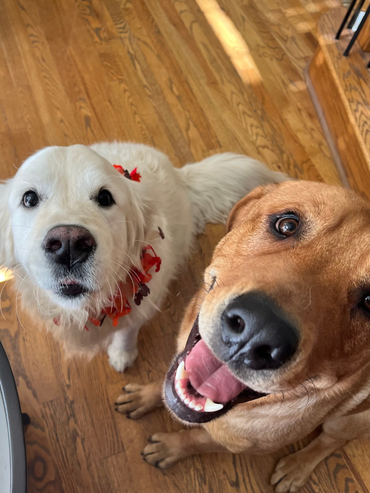 2 Dogs looking at the camera