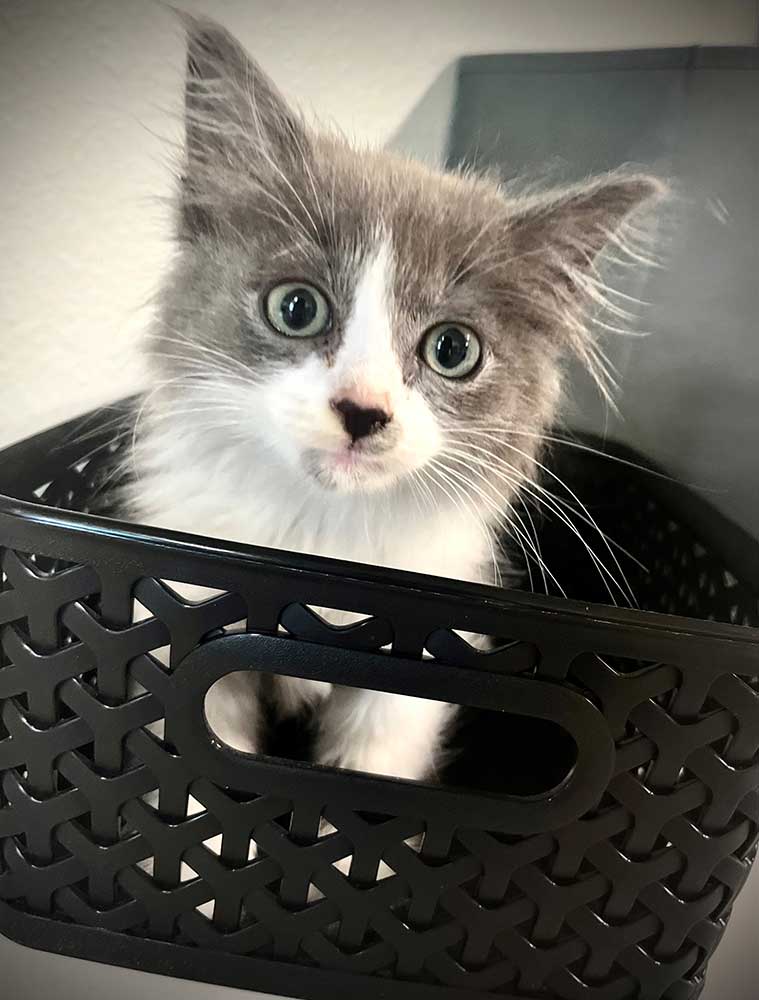A kitten in a basket A kitten in a basket