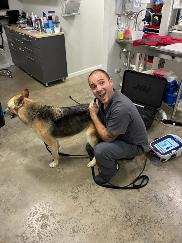 A dog about to receive laser therapy