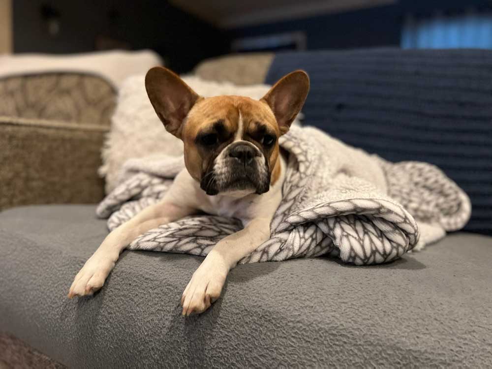 An older dog laying on a couch An older dog laying on a couch