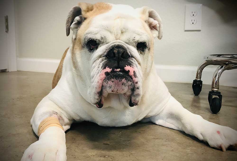A bulldog laying on the floor A bulldog laying on the floor