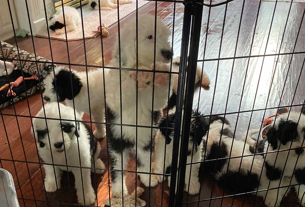A litter of puppies in a play area