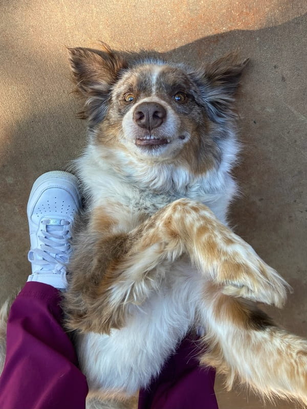 A dog laying on the floor