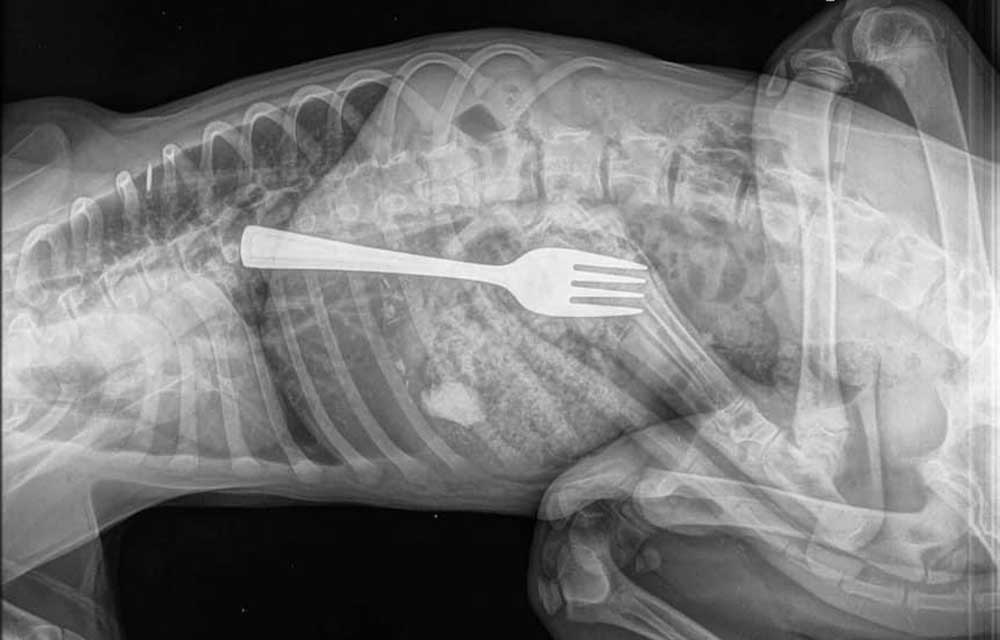 An x-ray showing a foreign body