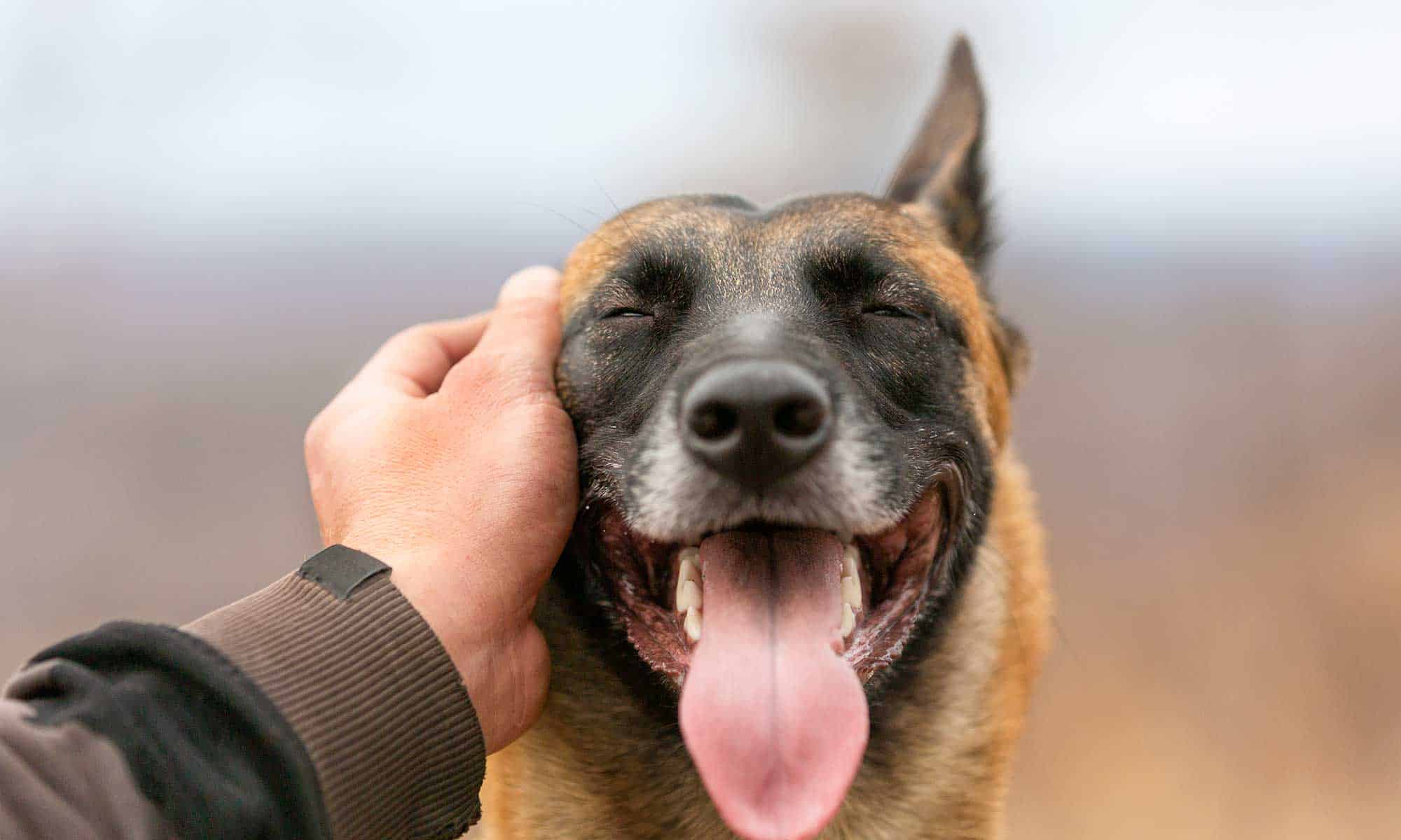 A dog being petted
