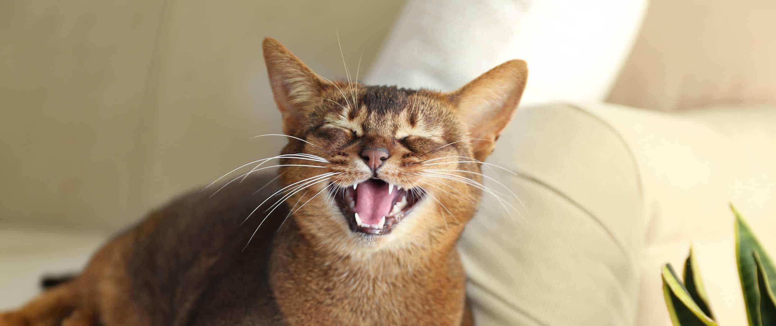An Abyssinian on a couch