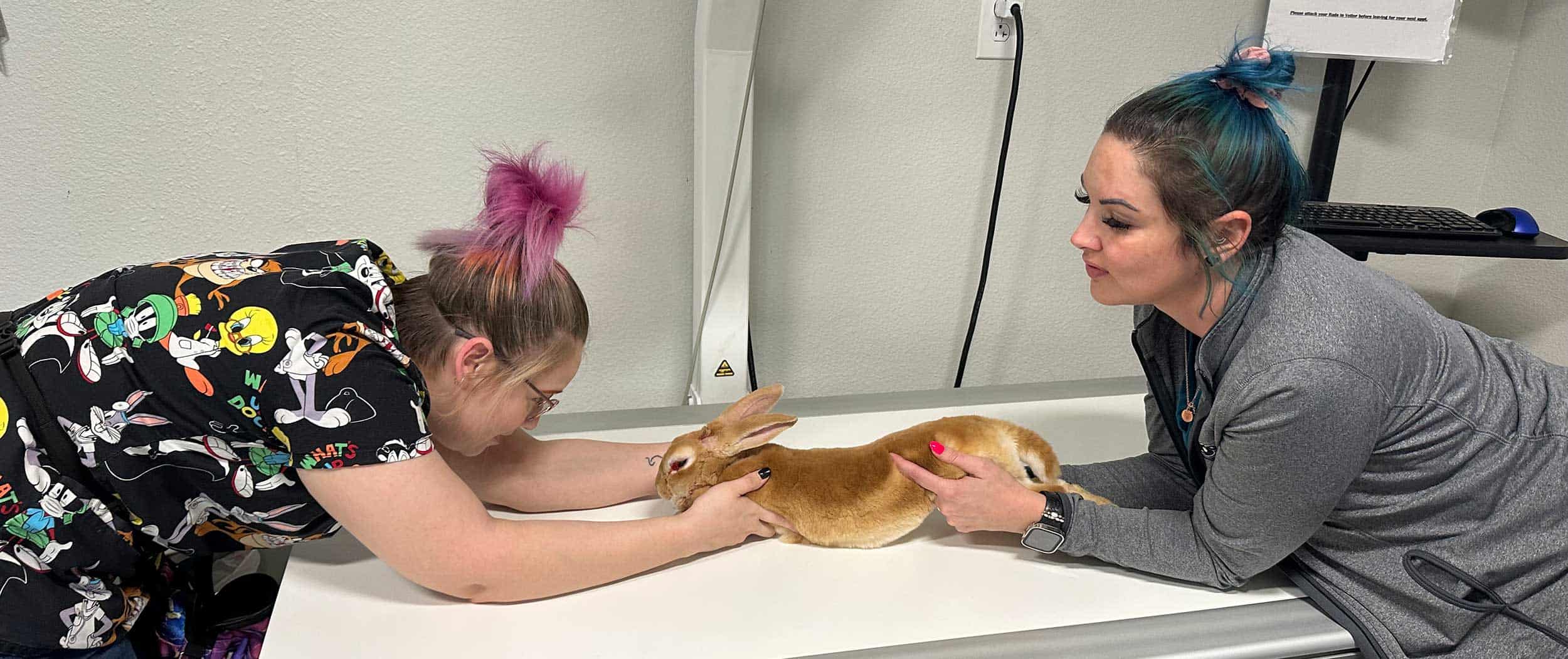 A bunny being x-rayed