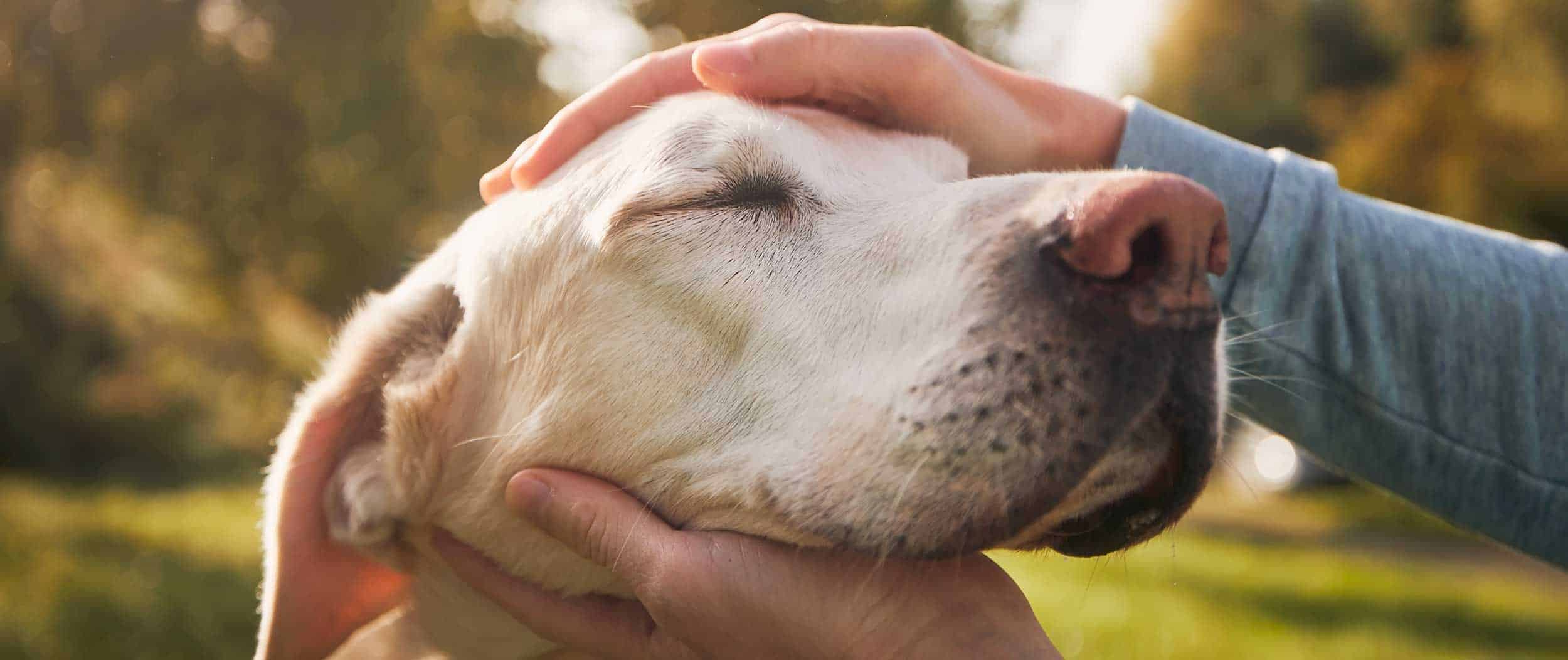 A large dog being petted