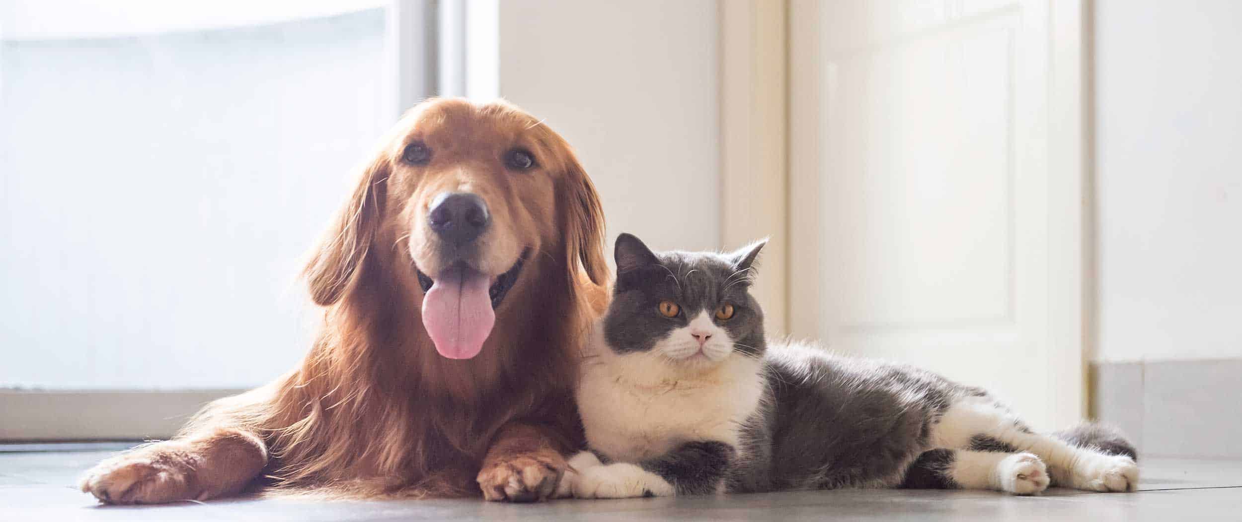 A cat and dog snuggling