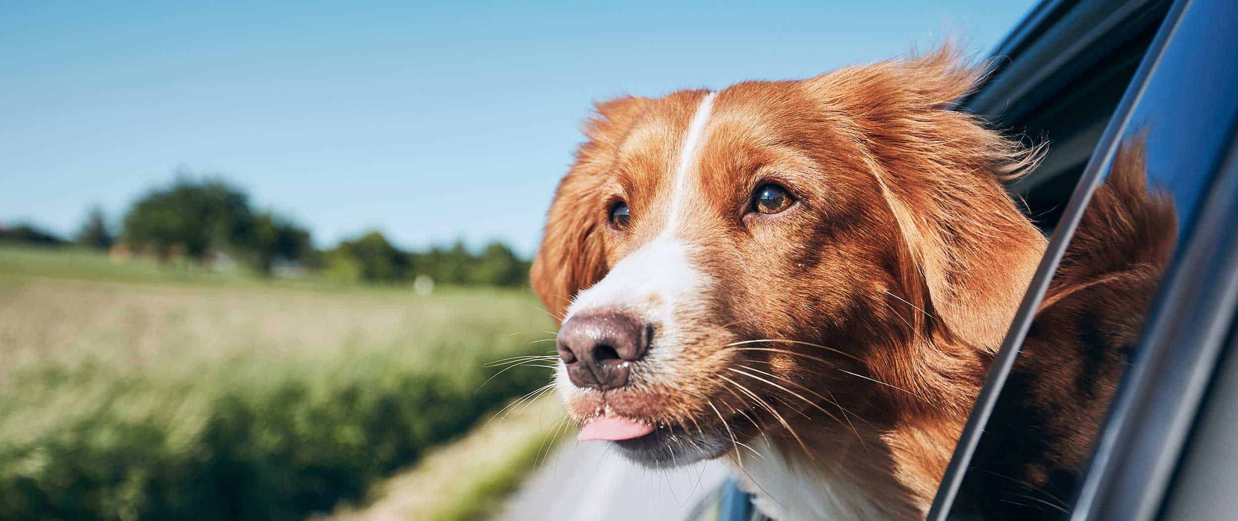 A dog with its head out the car window