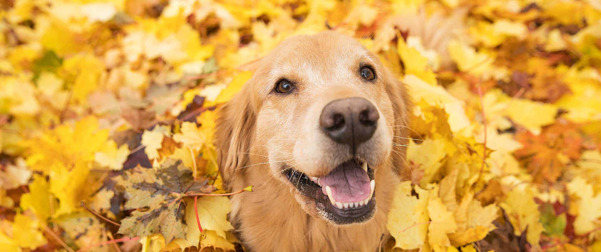 A happy golden retriever in a pile of leaves