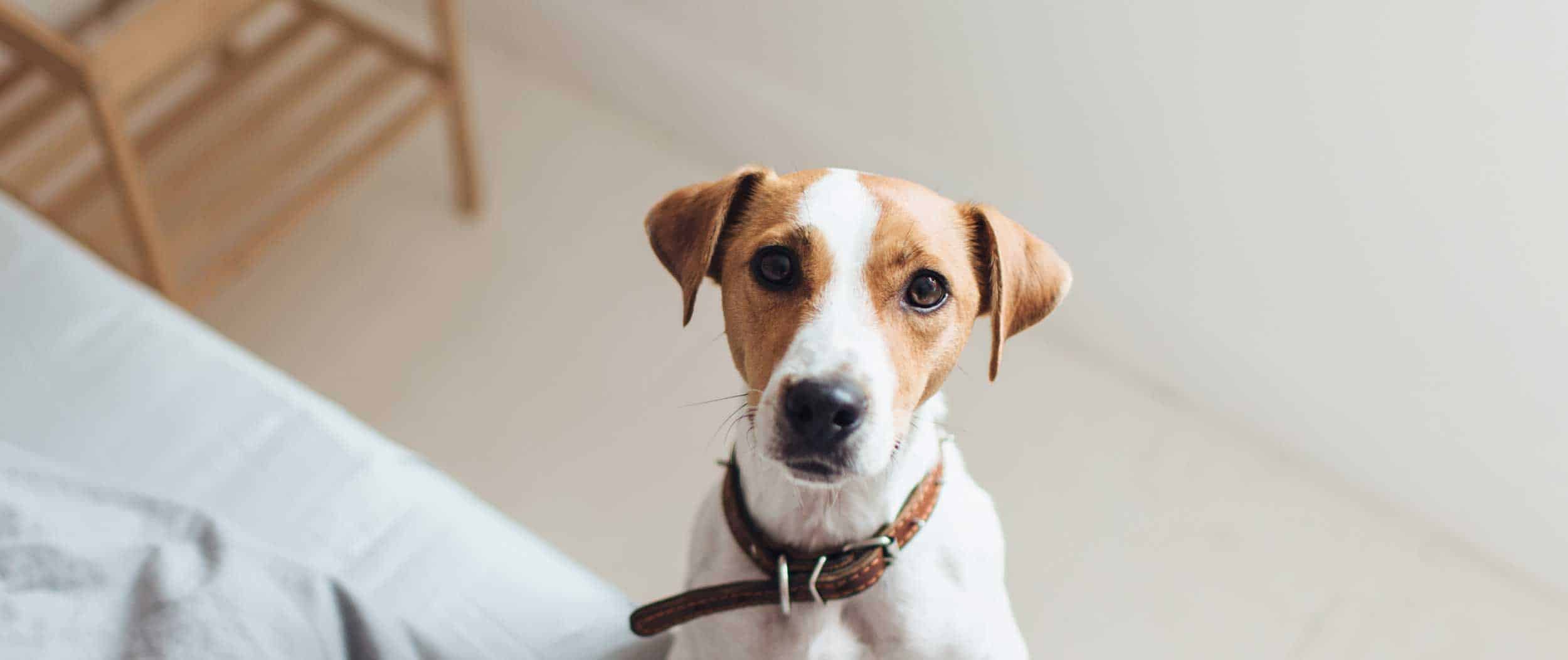 A dog looking up at you from the floor