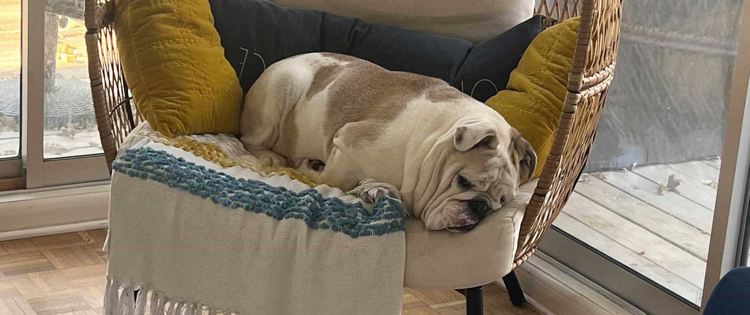 An older dog sleeping on a chair