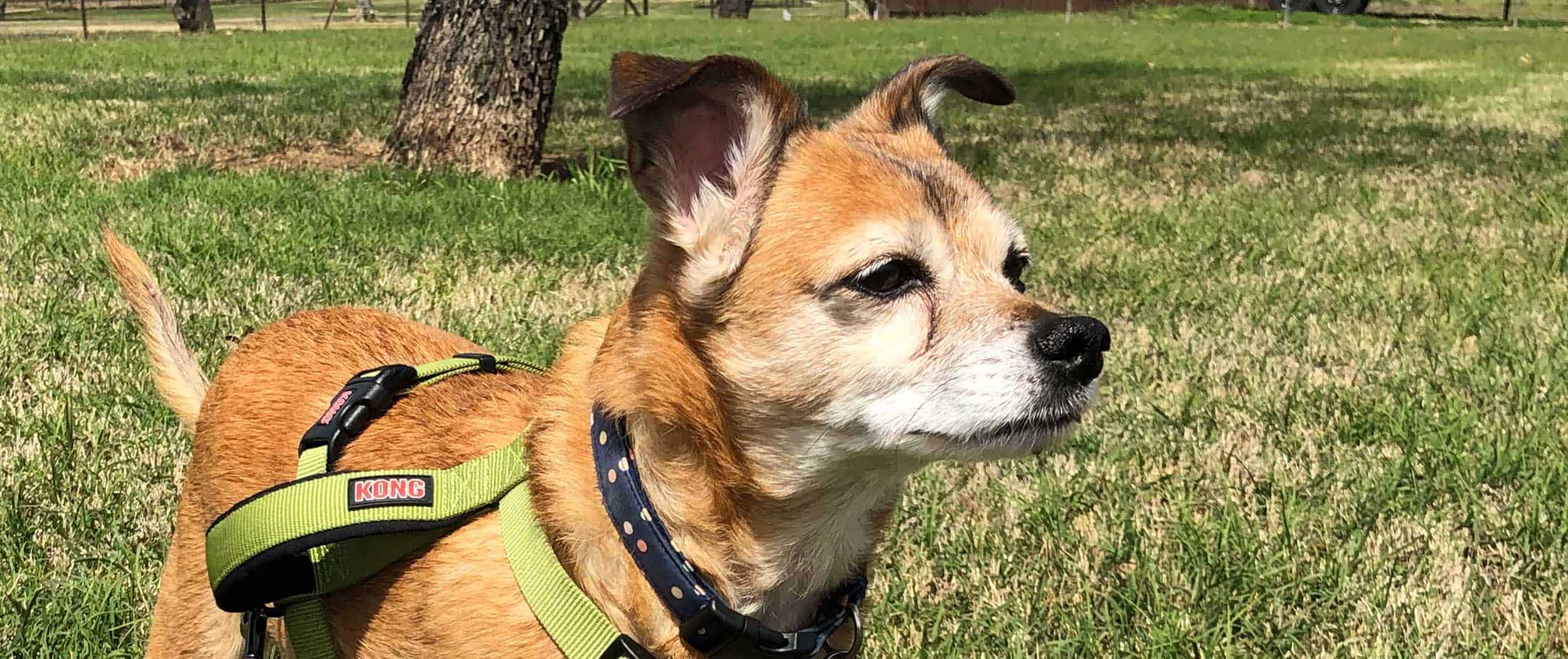 An older dog out in the yard