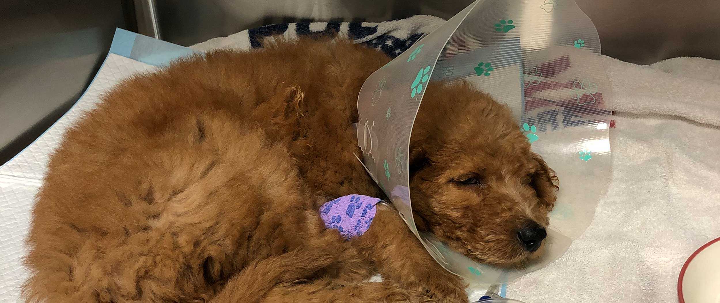 A dog wearing an e-collar recovering from a procedure