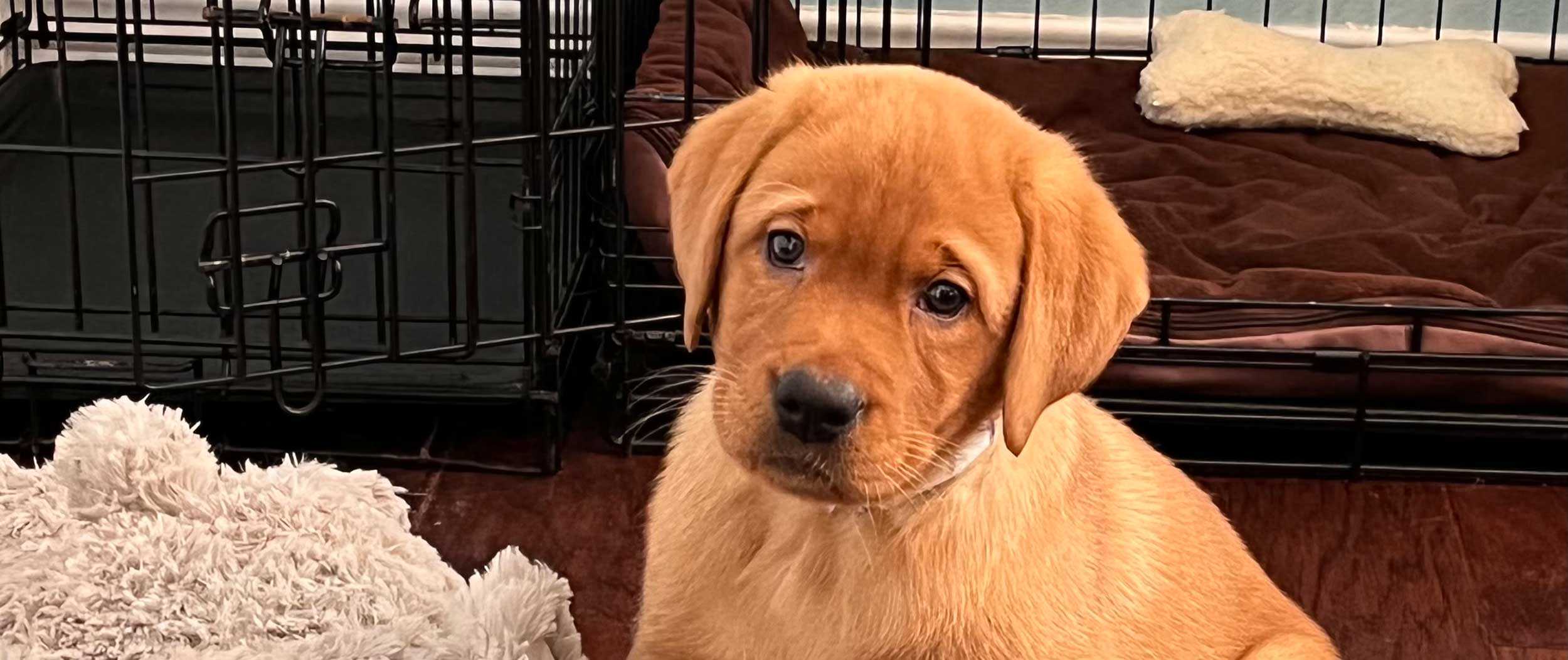 A golden retriever puppy sitting near a crate